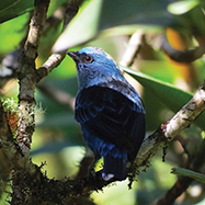 Blue-and-black Tanager